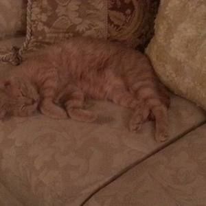 Meet your Posher, Deborah